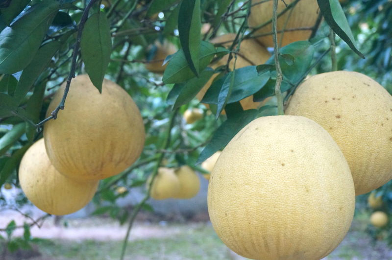 1511947894741098964.jpg DSC06734.jpg